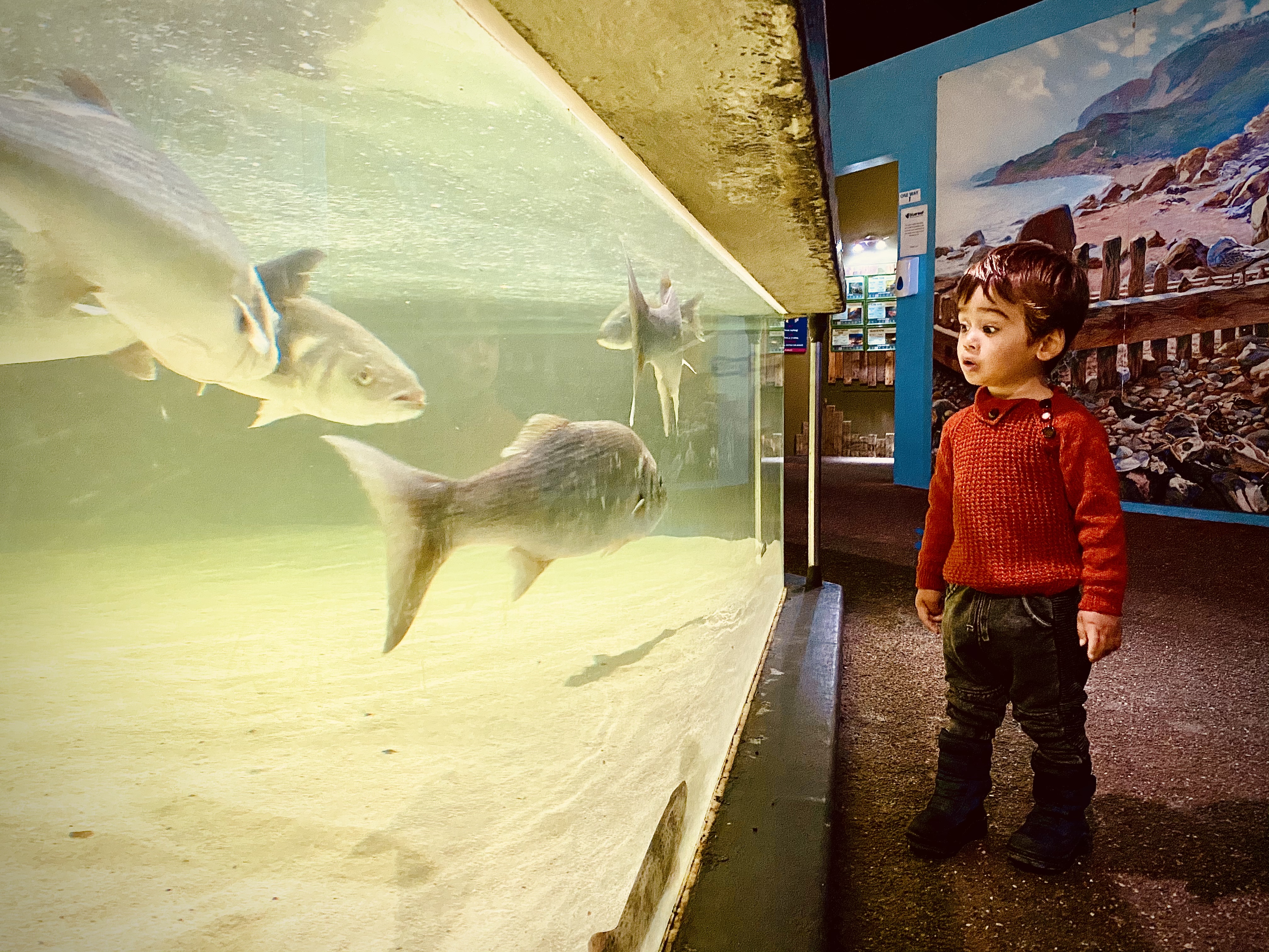 Boy looking at fish at Blue Reef Aquarium in Hastings, East Sussex